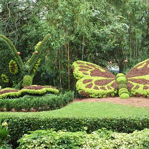 Topiary Butterflies