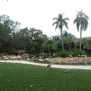 Flamingo Lagoon