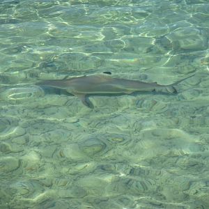Blacktip Reef Shark (Carcharhinus melanopterus)