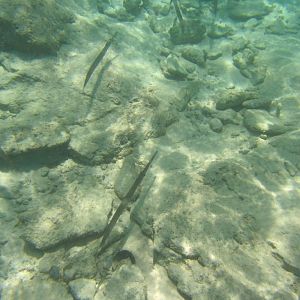 Cornetfish (Fistularia commersoni)