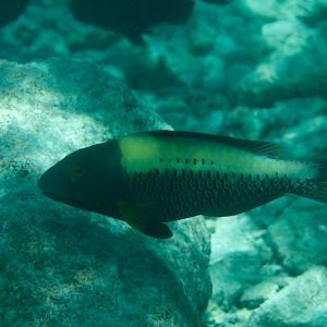 Bicolor Parrotfish (Cetoscarus bicolor)