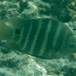 Blackspot Sergeant (Abudefduf sordidus)