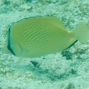 Citron butterflyfish (Chaetodon citrinellus)