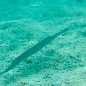 Cornetfish (Fistularia commersoni)