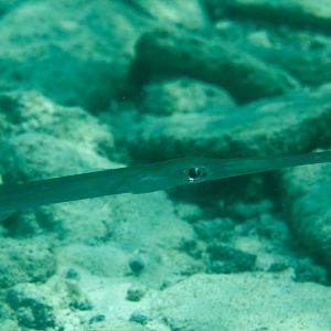 Cornetfish (Fistularia commersoni)
