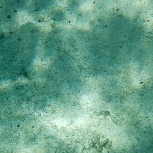 Panther Flounder (Bothus pantherinus)