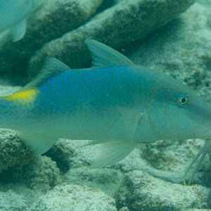 Goldsaddle Goatfish (Parupeneus cyclostomus)