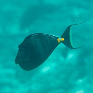 Orangespine Unicornfish (Naso lituratus)