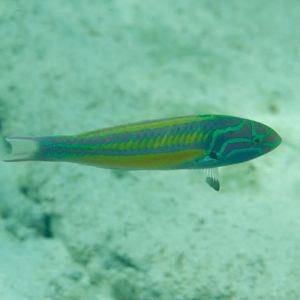 Red Ribbon Wrasse (Thalassoma quinquevittatum