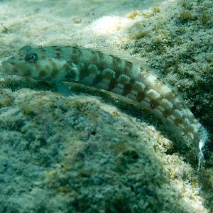 Spotted Sandperch (Parapercis millepunctata)