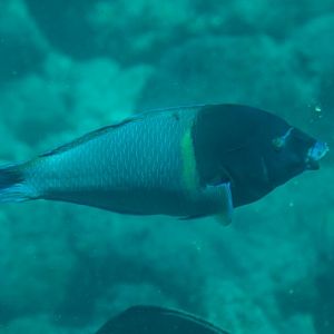 Anampses caeruleopunctatus