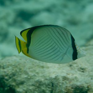 Vagabond Butterflyfish (Chaetodon vagabundus)