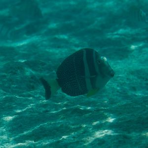 Whitespotted Surgeonfish (Acanthurus guttatus)