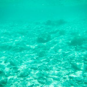 School of Cornetfish