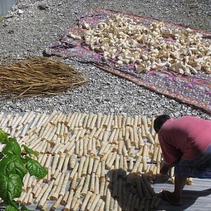 Drying pandanus
