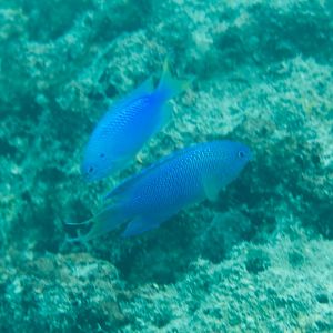 Blue Damsels (Pomacentrus pavo)