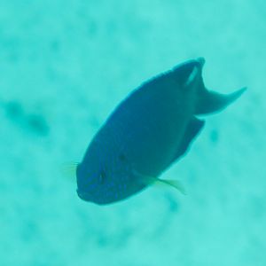 Blue Damsel (Pomacentrus pavo)