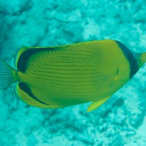 Dotted Butterflyfish (Chaetodon semeion)