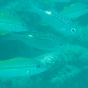 Goldlined Emperors (Gnathodentx aurolineatus)