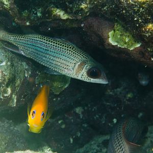 Spotfin Squirrelfish and Lemonpeel Angelfish