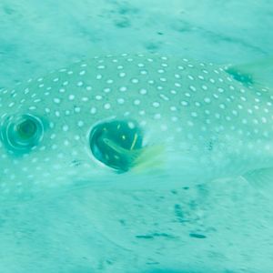 Whitespotted Puffer (Arothron hispidus)