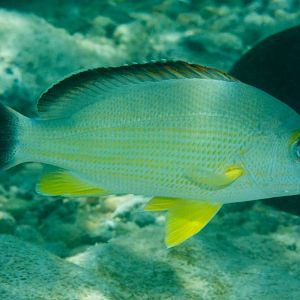 Blacktail Snapper (Lutjanus fulvus)