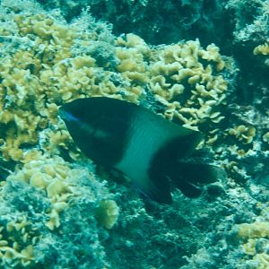 Gregory (Stegastes spp,)