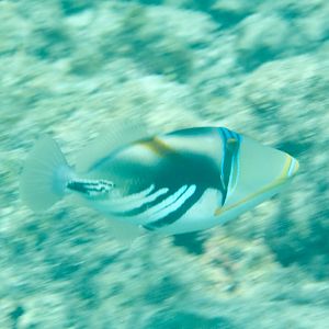 Lagoon Triggerfish (Rhinecanthus aculeatus)