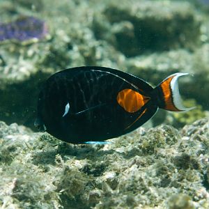 Achilles Tang (Acanthurus achilles)