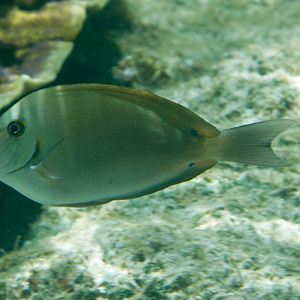 Blue-lined Surgeonfish (Acanthurus nigros)