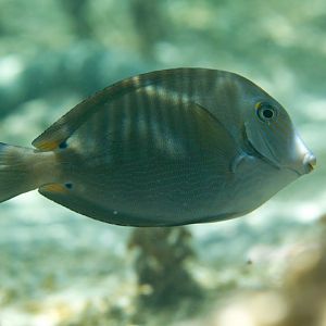Blue-lined Surgeonfish (Acanthurus nigros)
