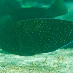 Blue-spotted Wrasse IP (Anampses caeruleopunctatus)