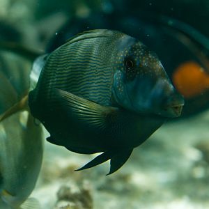 Lined Bristletooth (Ctenochaetus striatus)