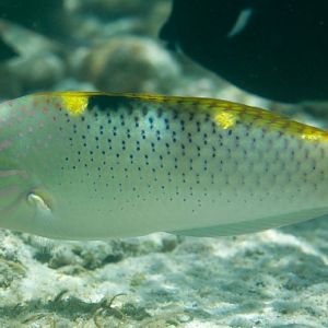 Checkerboard Wrasse (Halichoeres hortulanus)