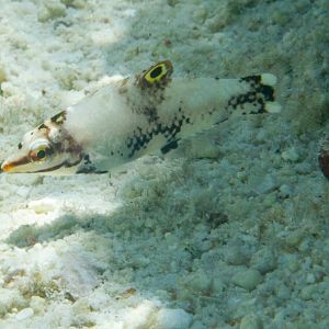 Checkerboard Wrasse juvenile (Halichoeres hortulanus)
