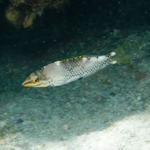 Checkerboard Wrasse juvenile developing into IP