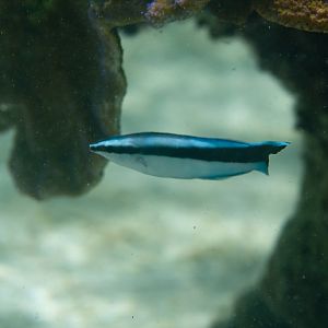 Bluestreak Cleaner Wrasse (Labroides dimidiatus)