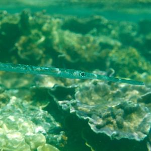 Cornetfish (Fistularia commersoni)