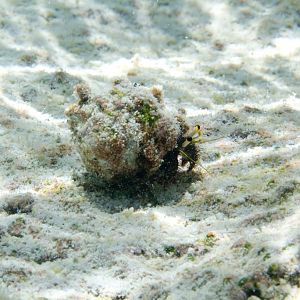 Hermit Crab
