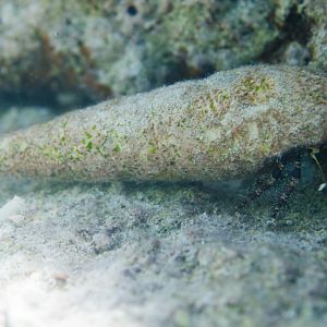 Hermit Crab with big bum