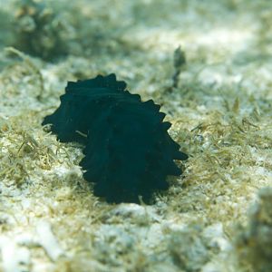 Sea Cucumber