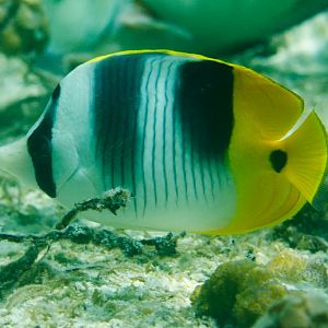 Doublesaddle Butterflyfish (Chaetodon ulietensis)