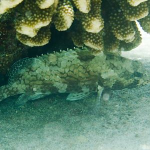 Grouper