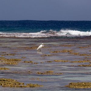 Reef Heron (Egretta sacra)