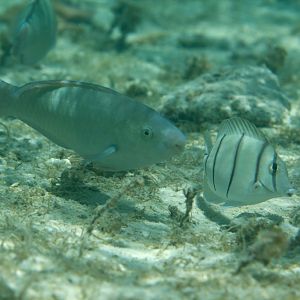 Longnose Parrotfish (Hipposcarus longiceps)