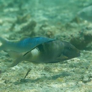 Manybar Goatfish (Parupeneus multifasciatus)