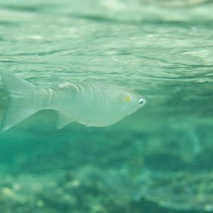 Acute-jawed Mullet (Neomyxis leuciscus)
