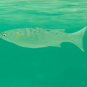 Acute-jawed Mullet (Neomyxis leuciscus)