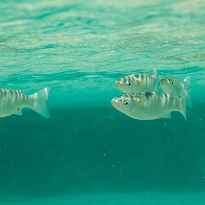 Acute-jawed Mullet (Neomyxis leuciscus)