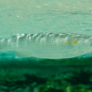 Acute-jawed Mullet (Neomyxis leuciscus)
